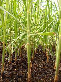 Efeito de manejo da irrigação na produção de mudas