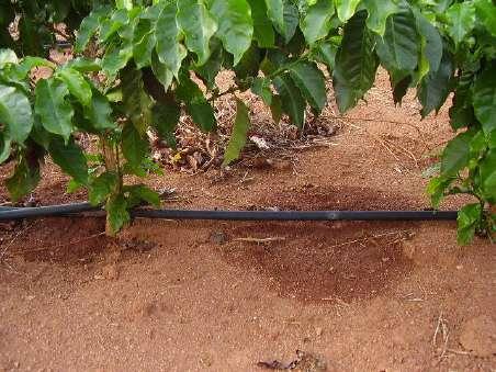 água aportadas pelas chuvas ou pela irrigação.