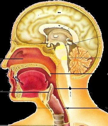 Fossas nasais Boca Epiglote Faringe Esófago