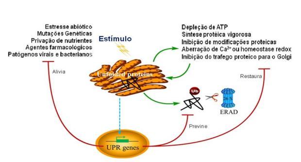 Estresse celular e retículo endoplasmático HSP quando as células são agredidas aumentam a estabilidade de
