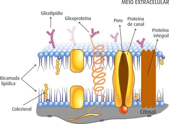 Processos Patológicos Gerais Membrana Citoplasmática