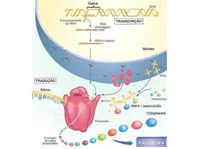 Estresse celular e síntese proteica
