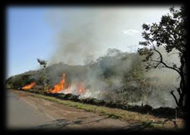 Incêndios florestais O fogo tem sido utilizado como importante ferramenta de progresso