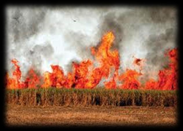 Incêndios florestais: principais causas Os incêndios florestais, em geral, são causados
