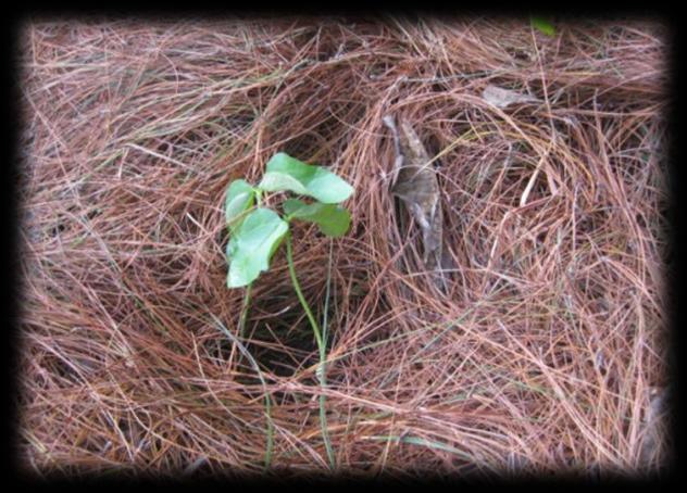 Compostagem Resíduos secos (papel,