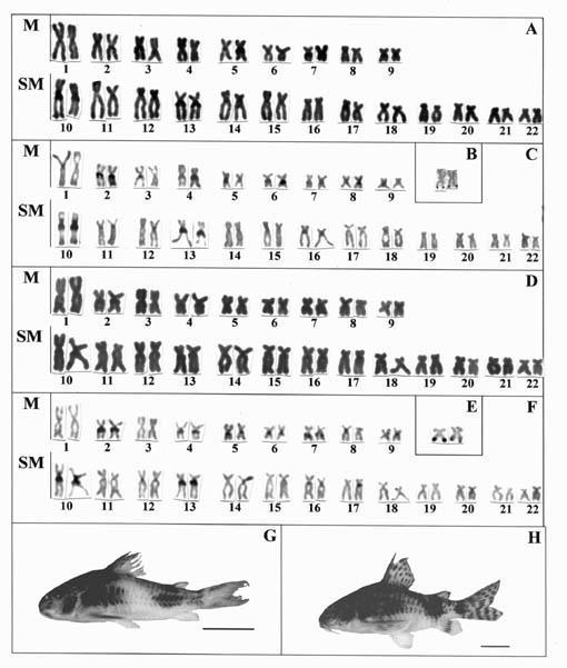Resultados e discussão 39 Figura 2. Cariótipos, cromossomos e espécime de Corydoras ehrhardti (A, C, B, G) e Corydoras paleatus (D, F, E, H), respectivamente.