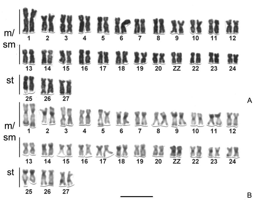 Resultados e discussão 53 Figura 2. Cariótipos de Apareiodon sp.