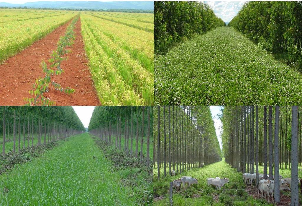 Trajetória Recente da Agricultura Brasileira