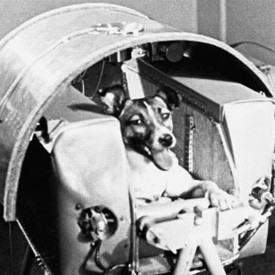 O primeiro ser vivo a viajar pelo espaço foi uma cadela chamada Laika.