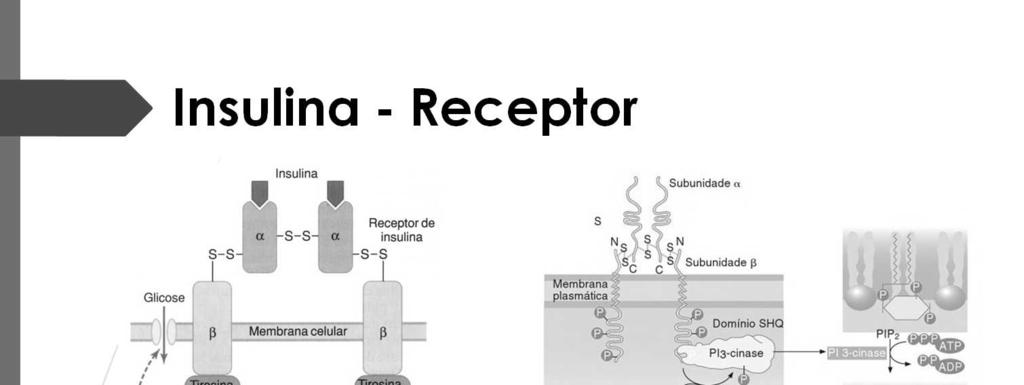 O receptor de insulina é uma glicoproteína presente na membrana plasmática das células-alvo, sendo constituída de duas subunidades diferentes (alfa e beta), que estão ligadas por pontes dissulfeto.