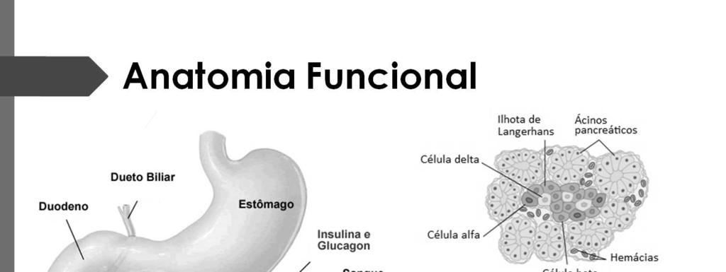 O pâncreas é constituído por dois tipos principais de tecidos: (1) os ácinos, que secretam sucos digestivos no duodeno, e (2) as ilhotas de Langerhans, que secretam insulina, glucagon e somatostatina