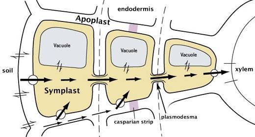 FOLHA BARREIRAS: CUTÍCULA EPIDERME (PAREDE CELULAR) MEMBRANA PLASMÁTICA