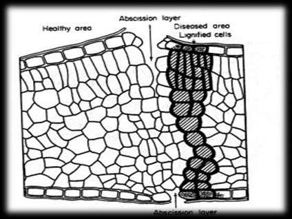 Tilose Camada de abscisão Área