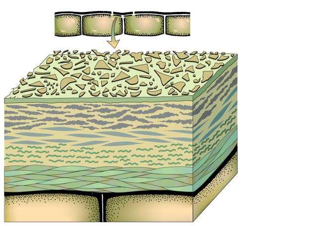 Cutícula NUTRIÇÃO DE PLANTAS E SANIDADE Epiderme superior Projeções de cera Camada de cera Cutina Estrutura e composição da cutícula e parede celular da epiderme de