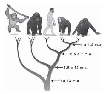 Exercícios Preparatórios para Exame Final 2ª série 1. Qual dos seguintes grupos inclui organismos mais relacionados entre si? (A) filo (B) família (C) gênero (D) espécie (E) raça 2.