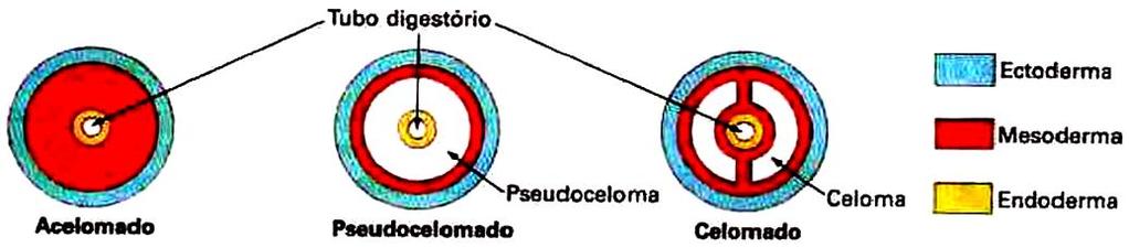 Organogênese Celomados são animais que apresentam o celoma completamente delimitado pela mesoderme. Esquizocelomados: celoma formado pela mesoderme em animais protostômios.