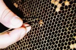 Uma outra praga que afecta as abelhas é a varroose (Varroa destructor) que é utilizada acaricidas.