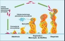 contendo: - Matéria orgânica, - Células