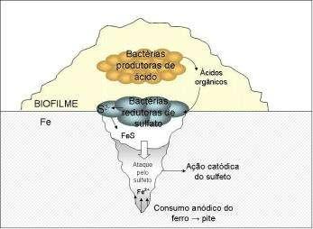 Biofilme Produção de metabólitos