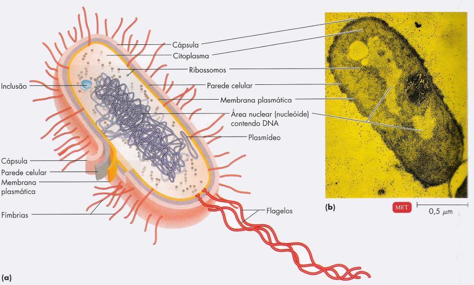 Ilana Camargo A célula procariótica típica Corte