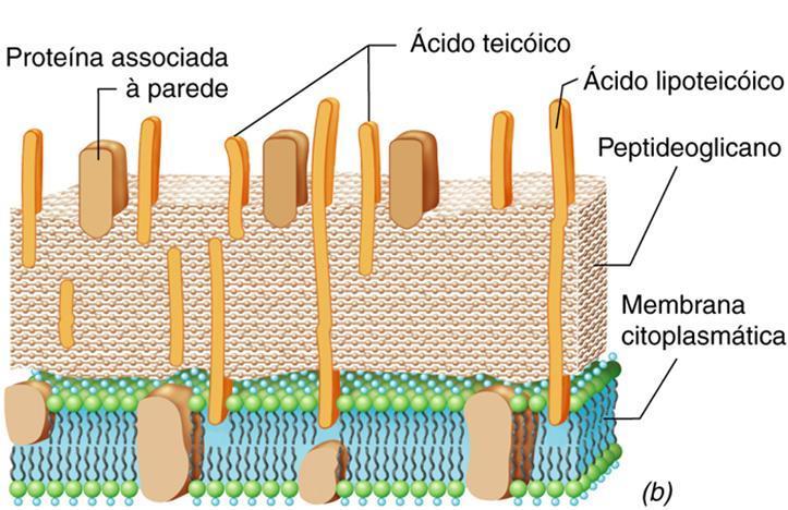 Parede das bactérias Gram-positivo o o o Muitas camadas (até ~25) de peptideoglicano (corresponde a 90% da parede).