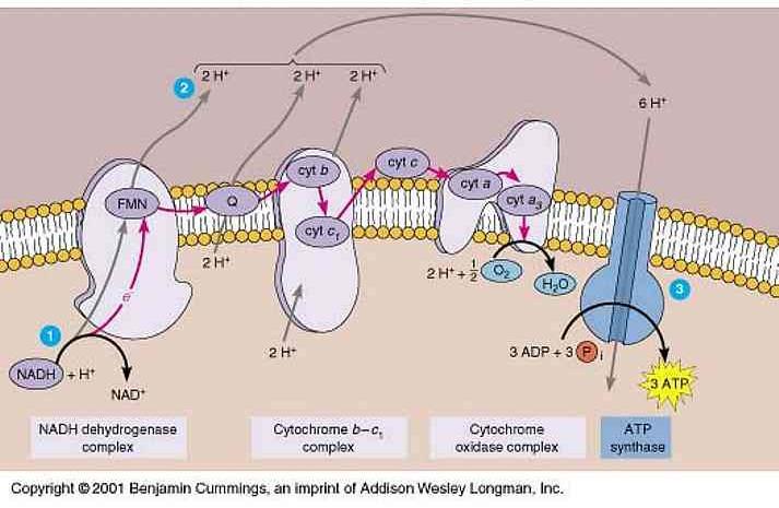 Membrana citoplasmática dos procariotos Proton motive force is composed of ph and (membrane potential) Redox loop and electron