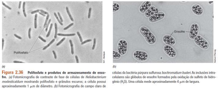 Inclusões da célula bacteriana Grânulos de polifosfato (volutina): reserva de fosfato inorgânico para ser usado na síntese de ATP, biossíntese de ácidos nucleicos e fosfolipídeos