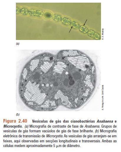 Inclusões da célula bacteriana Vesículas de gás: em procariotos aquáticos (cianobactérias, fotossintéticas