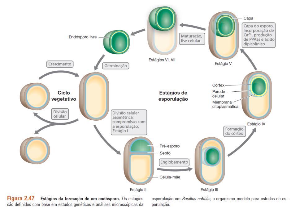 Endósporos pequenas proteínas de ácido solúveis Replicação do DNA Desidratação Estrutura do endósporo Camadas adicionais e externas à parede celular que protegem o DNA, formadas basicamente por