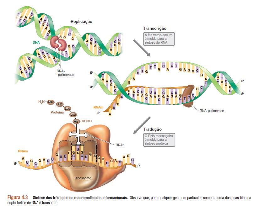 A célula procariótica x célula eucariótica DNA (material genético) não está envolvido por uma membrana e ele é um cromossomo circular. DNA não está associado a proteínas histonas.