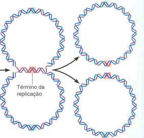 Procariotos - bactéria 1 Cromossomo DNA de dupla fita, circular, grande