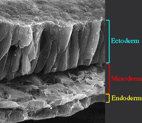 FOLHETOS EMBRIONÁRIOS ECTODERMA