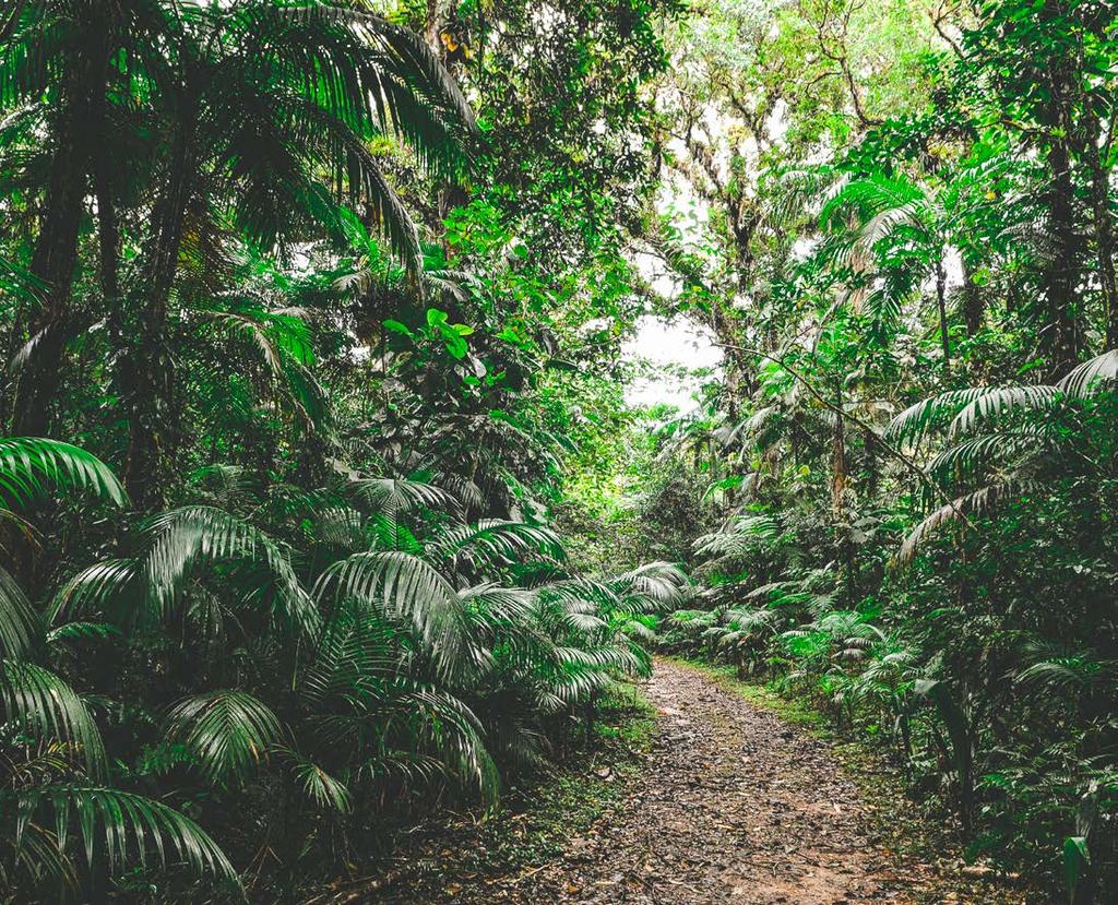 Conservação Voluntária da Natureza BR 2018 PUBLICAÇÃO FOI ESTE PRODUZI DOCUMENTO DA PELA FOI PARCERIA PRODUZIDO EM COLABORAÇÃO WWF-BRASIL COM E FREPESP Adriano Gambarini/ WWF-Brasil CONSERVAÇÃO