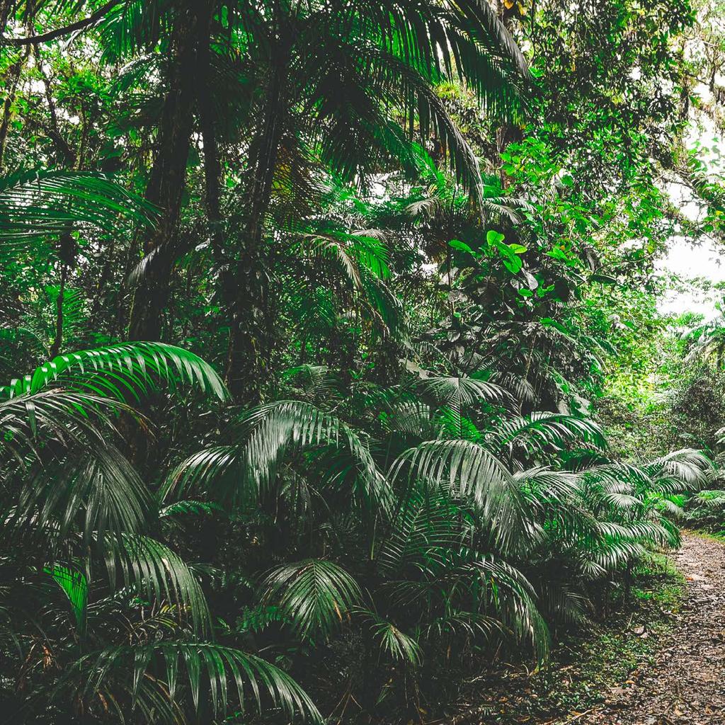 MAIS INFORMAÇÕES: Criado em 1996, o WWF-Brasil é uma ONG brasileira que busca harmonizar a atividade humana com a conservação da biodiversidade, promovendo o uso racional dos recursos naturais em