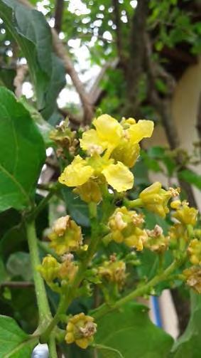 Myrtaceae (melaleuca).