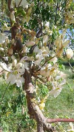 Família Moraceae