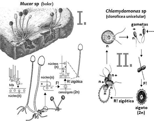 www.fatosbiologicos.bio.br 3. 2. H A P L Ô N T I C O O organismo que apresenta ciclo biológico haplôntico é formado por célula(s) haploide(s).