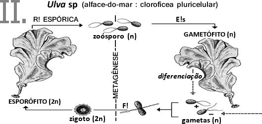 www.fatosbiologicos.bio.br 4.