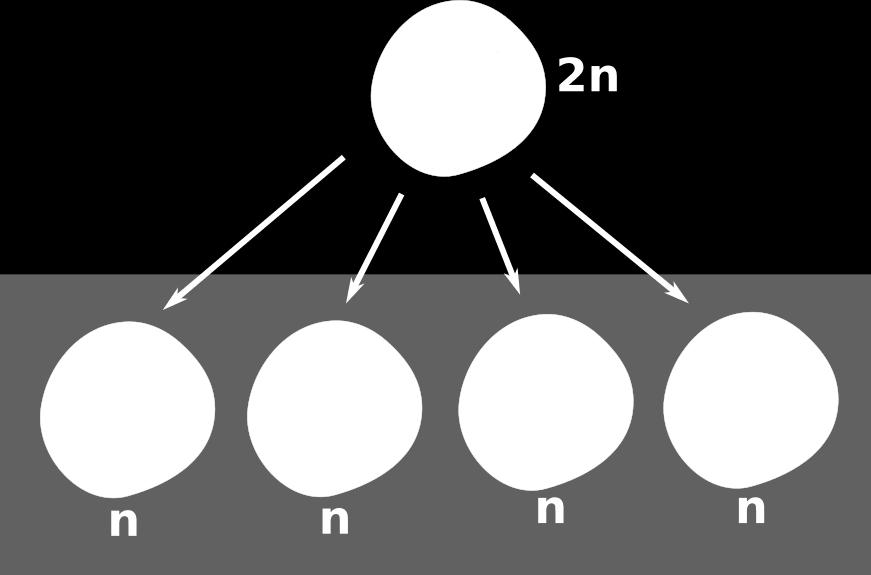 idênticas à célula mãe; Meiose: origina quatro células
