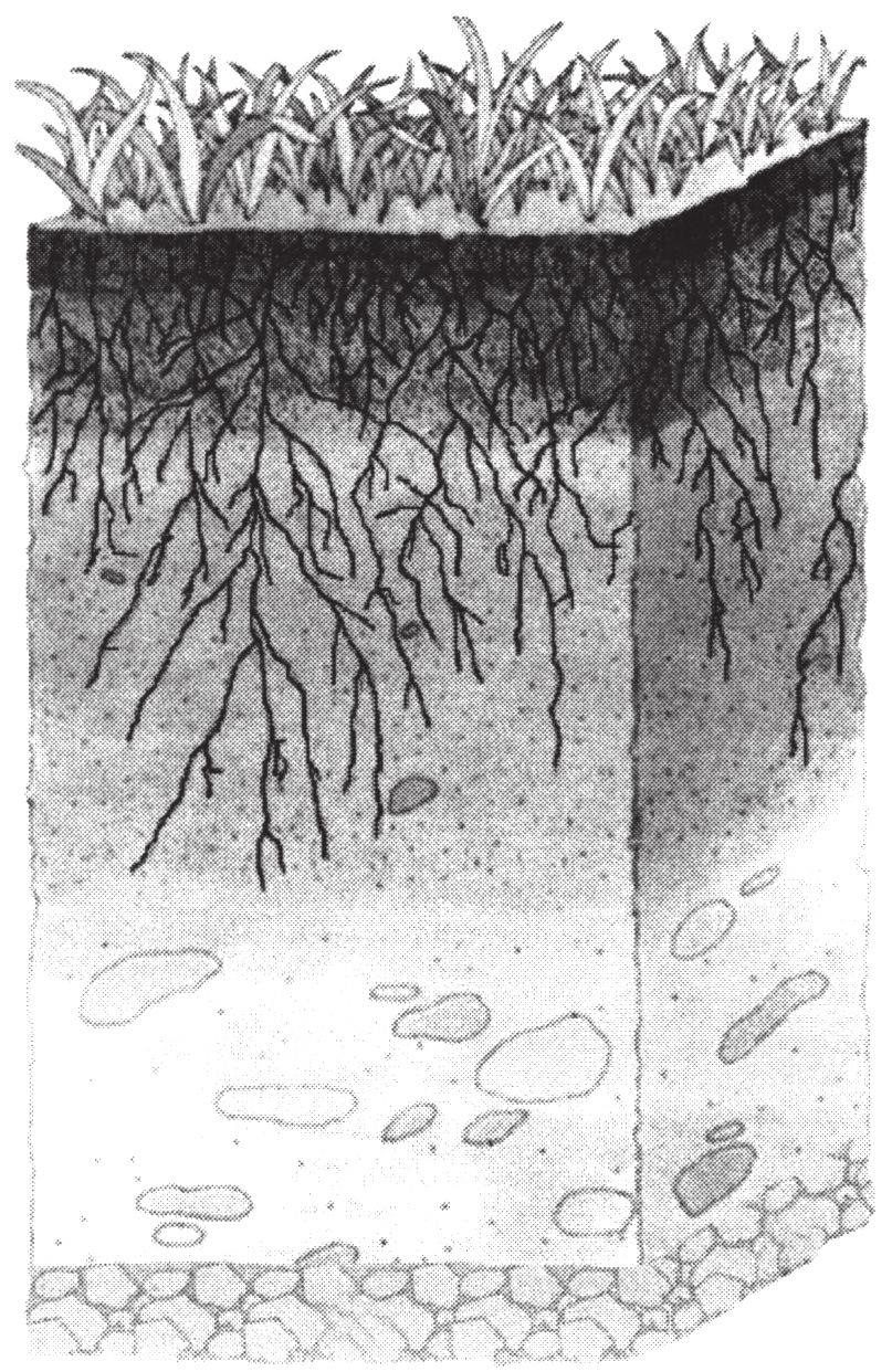 6. Qual é a diferença entre cadeia alimentar e teia alimentar? (Se preferir, faça esquemas.) 7. A biosfera, conjunto de todos os seres vivos do planeta, é dividida em biociclos.