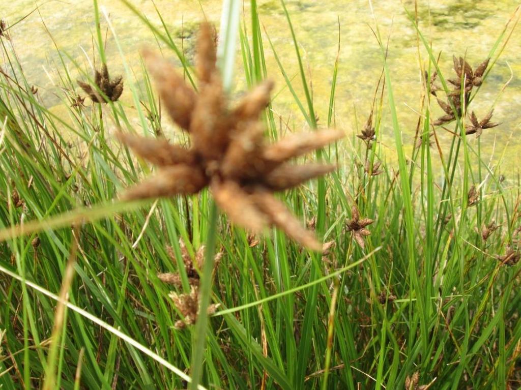 Plantas autóctones do Paúl da