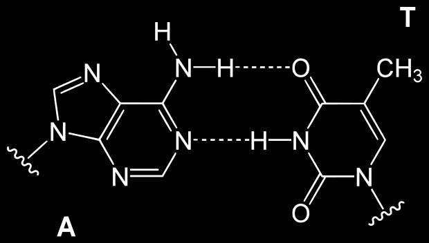 filamentos associados entre si - Molécula helicoidal.