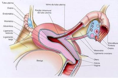 Anatomia