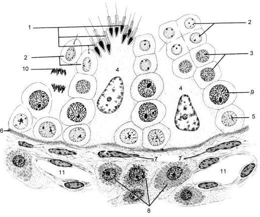 Fig: Esquema de uma pequena porção de um túbulo seminífero. 1. Espermatozóide 2. Espermátide 3. Espermatócito secundário 4. Célula de Sertoli 5.