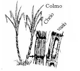 Classificação dos caules I) Caules Eretos Tronco: Caules robustos e geralmente ramificados na região superior (Gimnospermas e dicotiledôneas) Haste: Caule fino e delicado (plantas herbáceas) Estipe: