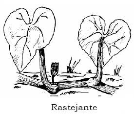 Classificação dos caules III) Caules rastejantes Sarmento: Caule rastejante que apresenta apenas um ponto de enraizamento