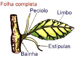 C) Folhas Órgão responsável pela fotossíntese e trocas gasosas. Partes da folha: a) Limbo (lâmina foliar): Possui a superfície achatadada.