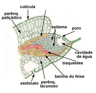 Estruturas III) Tricomas: