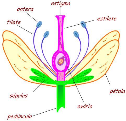 Flor: Conjunto de folhas modificadas adaptadas para a realização da reprodução sexuada nas plantas Angiospermas. Pedúnculo: haste que fixa a flor no ramo.