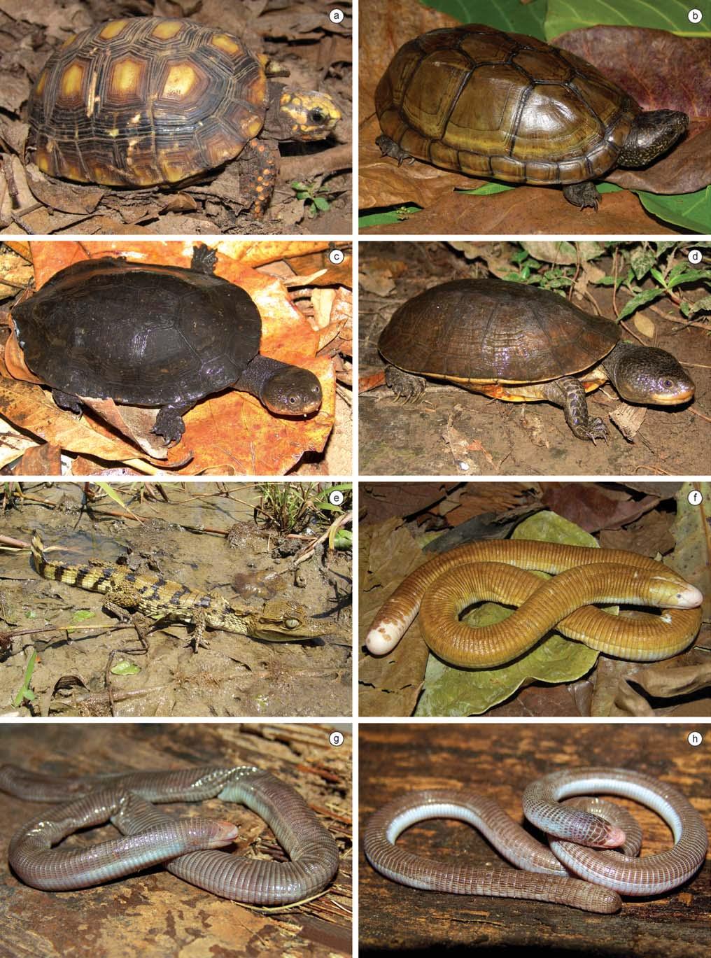 242 Biota Neotrop., vol. 10, no. 3 Loebmann, D. & Haddad, C.F.B. Figure 8. Reptile species found in the region of CPI.